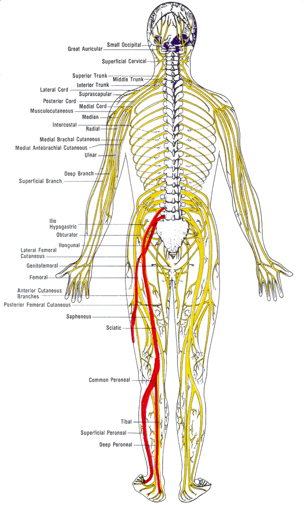 Spinal nerve distribution